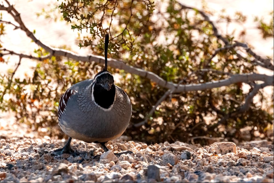 Gambel's quail (Callipepla gambelii)