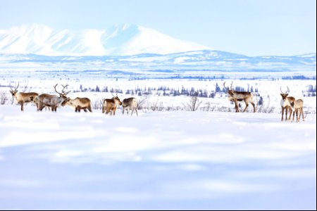 Caribou along a winter trail on Selawik National Wildlife Refuge photo