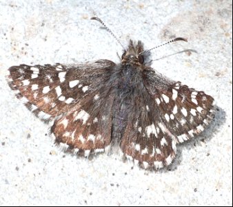 CHECKERED SKIPPER, TWO-BANDED (Pyrgus ruralis) (07-18-2022) hart mt pass, okanogan co, wa -01