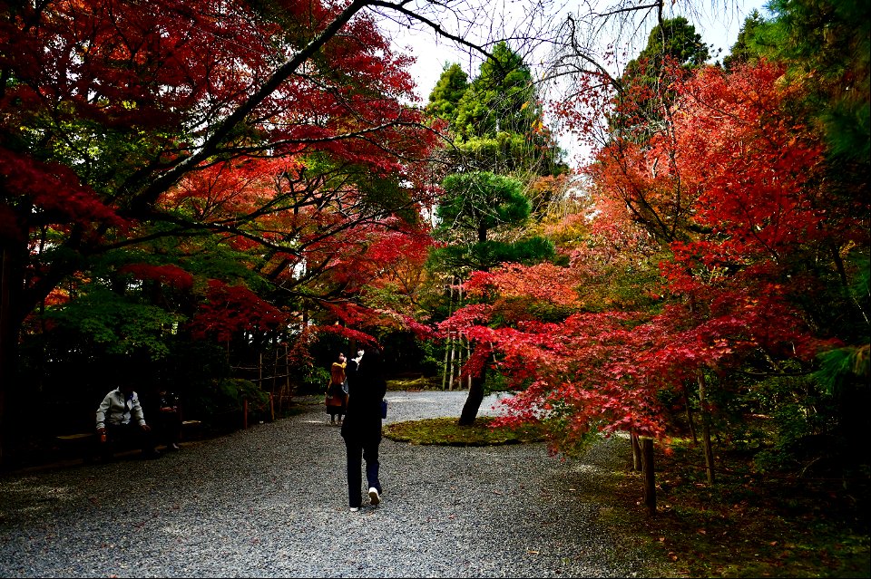 京都龍安寺/Kyoto Ryoanji