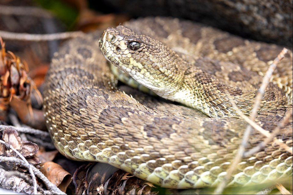 Prairie rattlesnake (Crotalus viridis) (2)