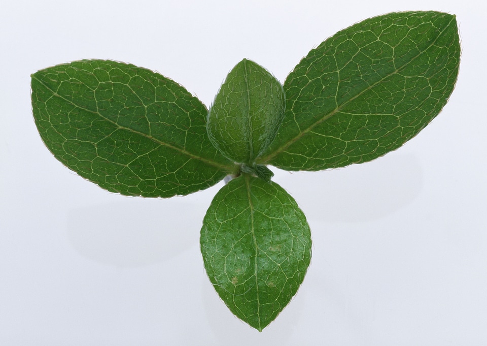 isolated green leaves