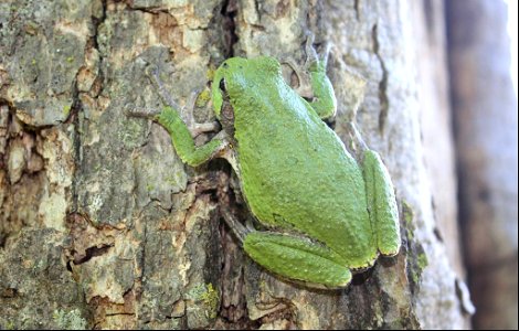 Gray Tree Frog