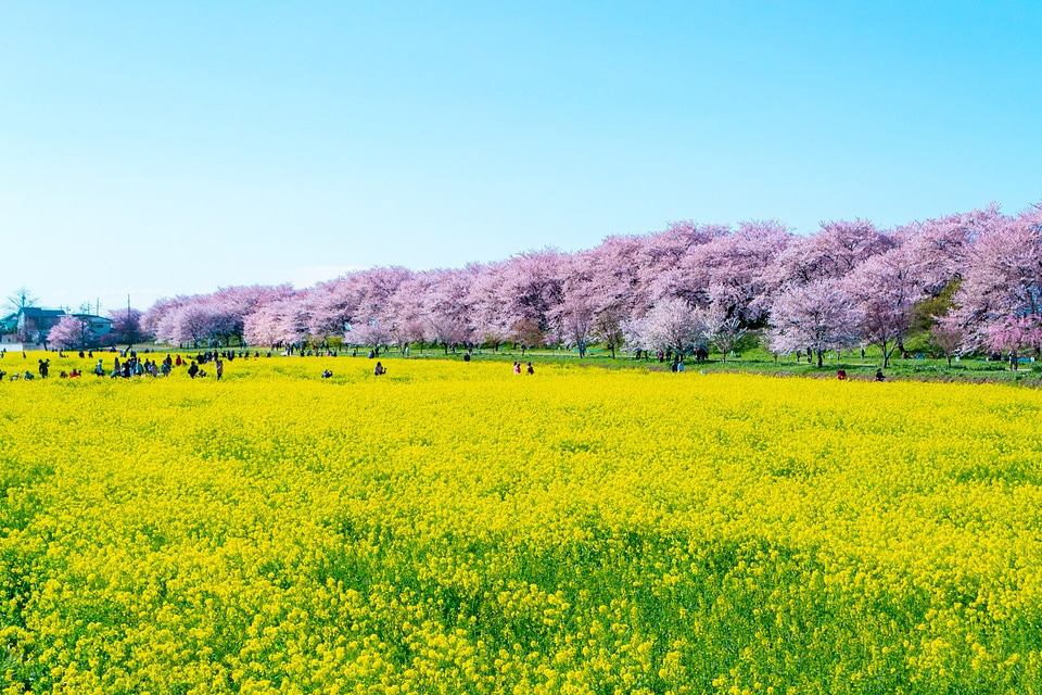 Cherry Blossom Sakura and Canola flower at Gongendo Park, Saitama