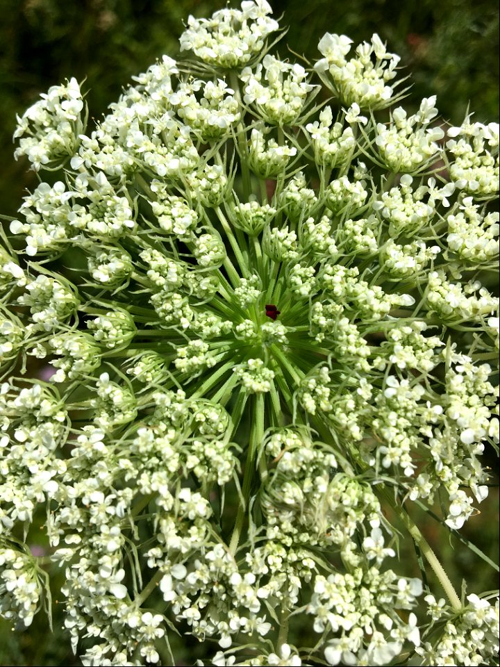 Invasive Queen Anne's Lace
