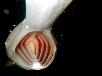 Juvenile Paddlefish photo