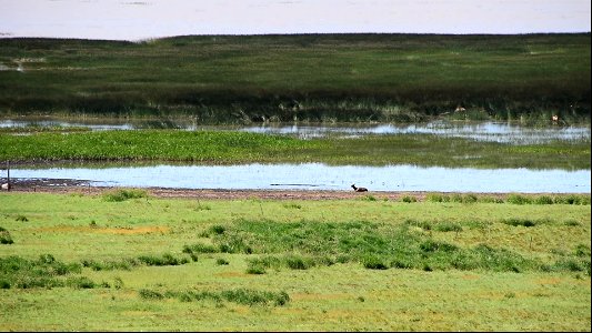 Video of Elk in Mormon Lake photo