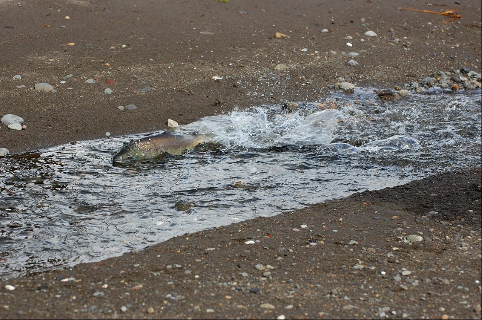 Pink Salmon at Cold Bay