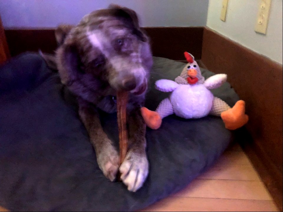 The Chicken Has to Wait