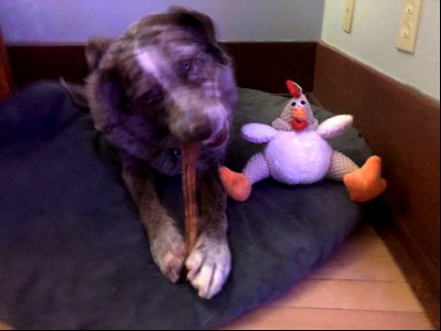 The Chicken Has to Wait