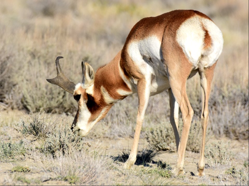 Pronghorn at Seedskadee National Wildlife Refuge
