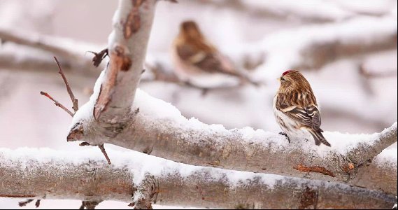 Common redpoll photo