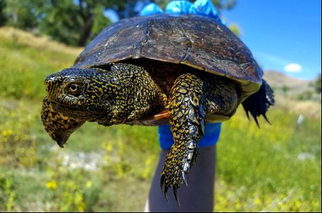 Female western pond turtle photo