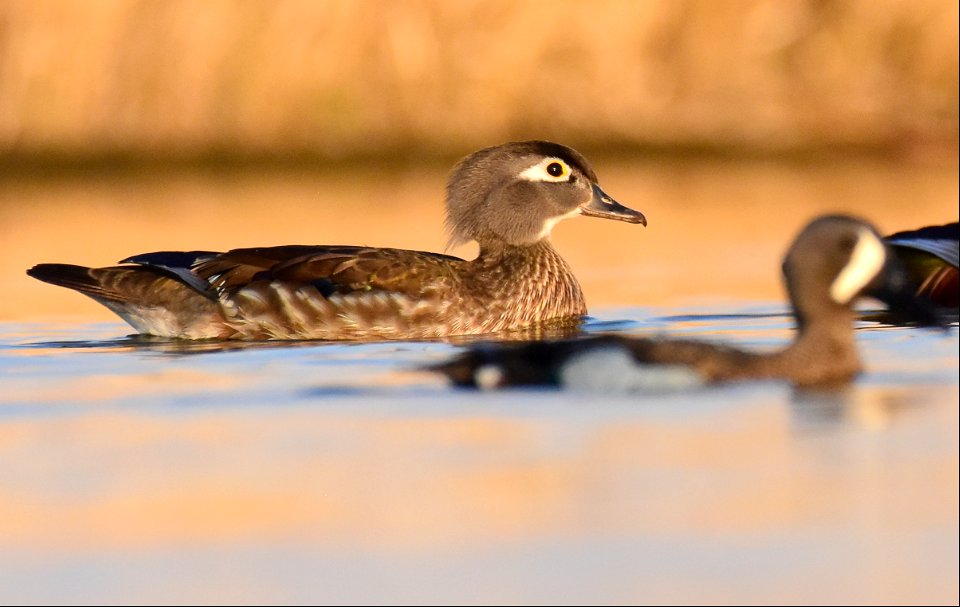 Wood duck at Seedskadee National Wildlife Refuge