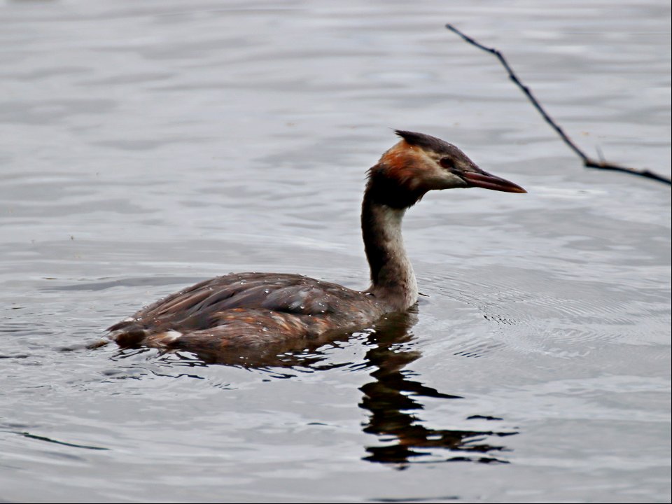 Great Crested Grebe