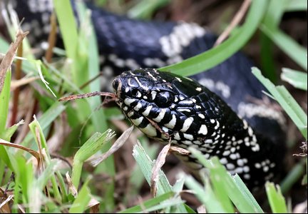 SNAKE, EASTERN KING (Lampropeltis getula) (05-25-2023) mattamuskeet nat wildlife refuge, hyde co, nc (3)