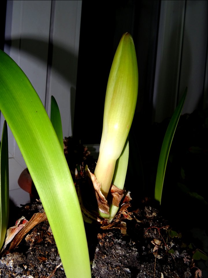 testing SonyHX-60 (25)
