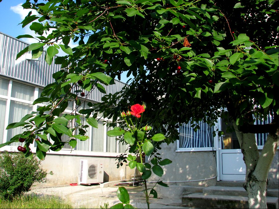 trandaf2009_0623_171242