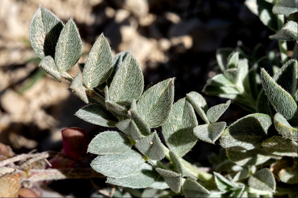 Astragalus missouriensis missouriensis