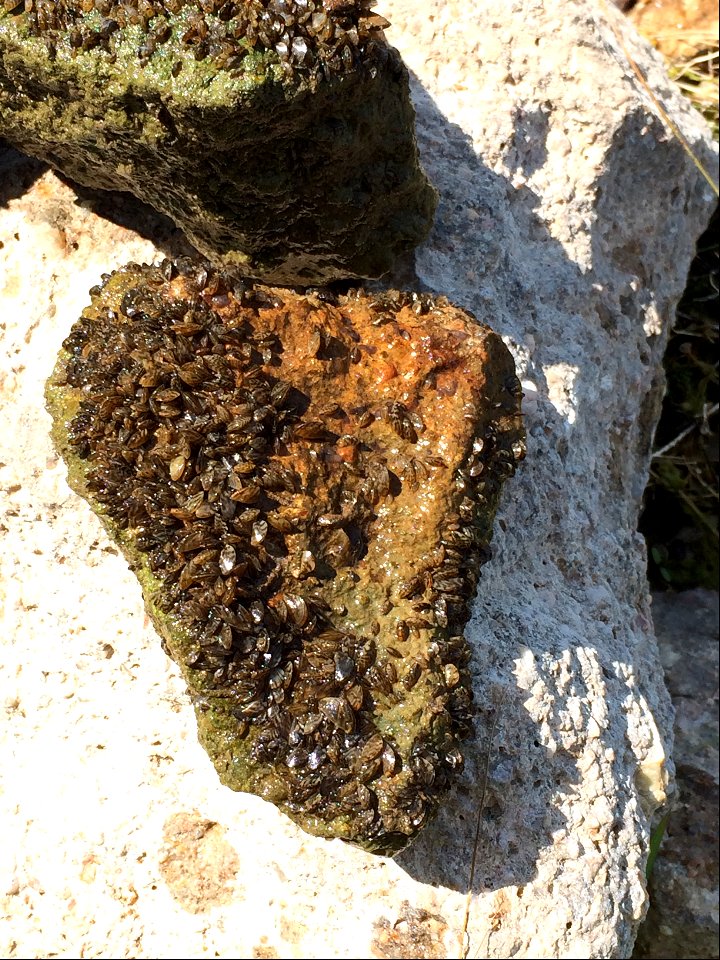 Rock covered in zebra mussels