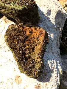 Rock covered in zebra mussels photo