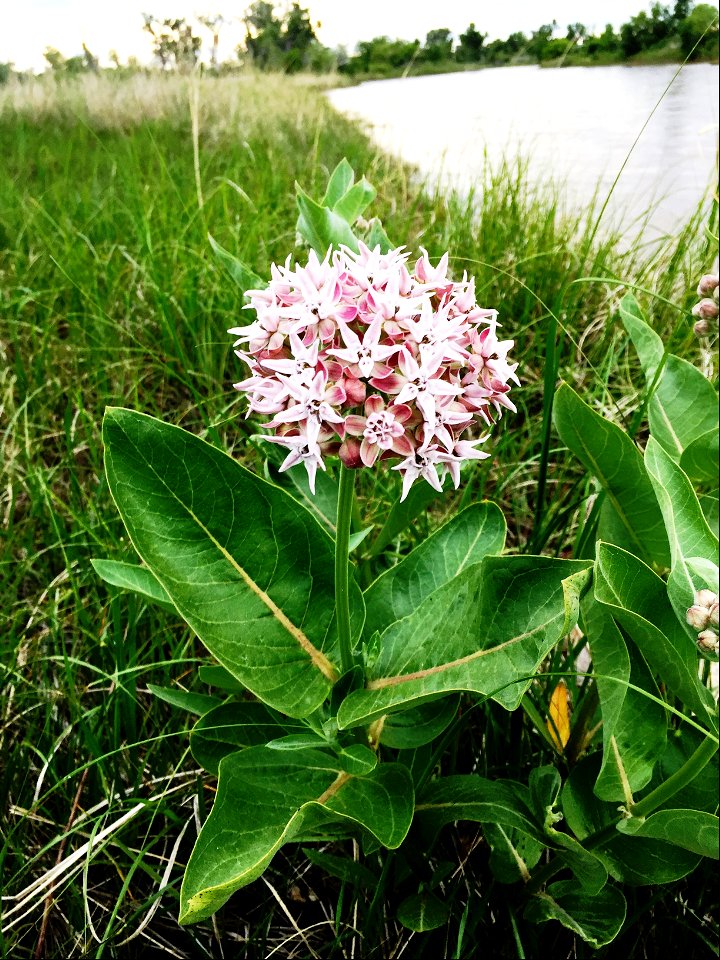 Milkweed at Garrison Dam NFH