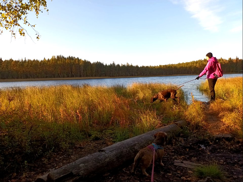 Liesjärvi koiraretki