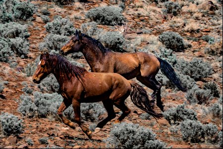 Wild Horses at Twin Peaks HMA photo