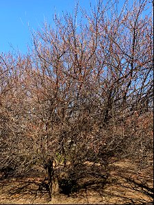 Orchard in Koyama, Higashikurume-shi