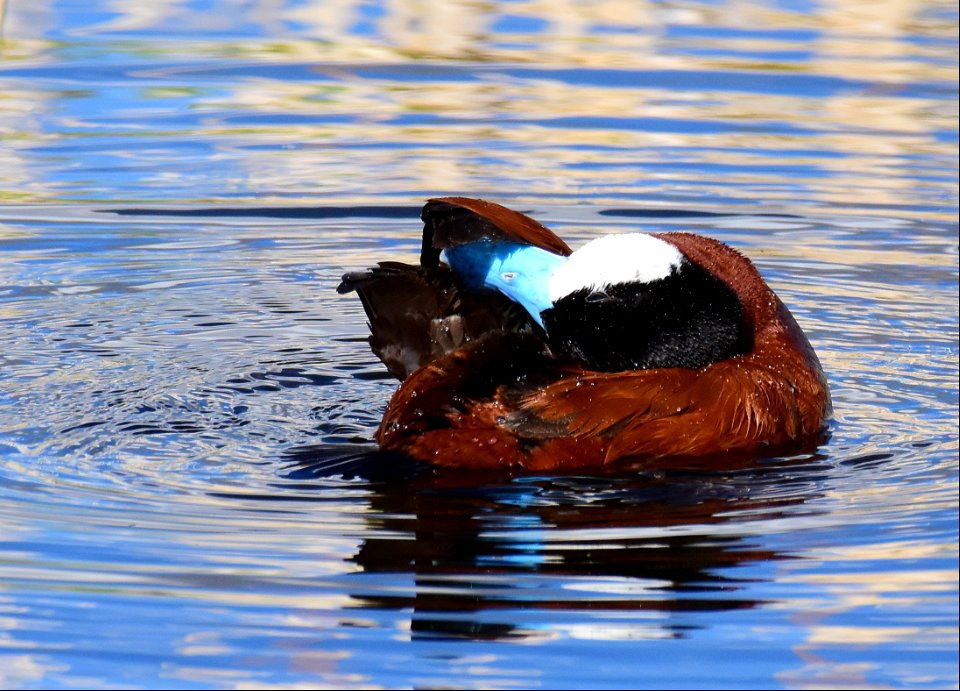 Ruddy duck at Seedskadee National Wildlife Refuge