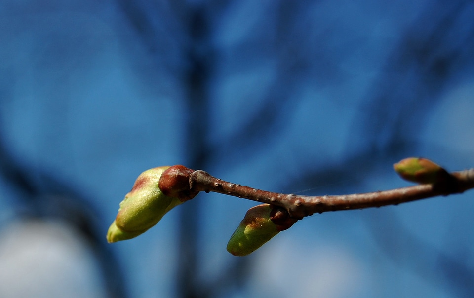 Tree blooms nature