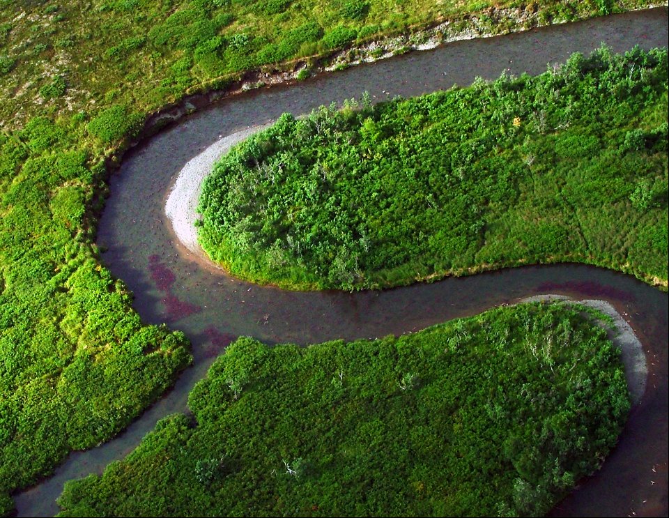 sockeye salmon migration aerial view photo