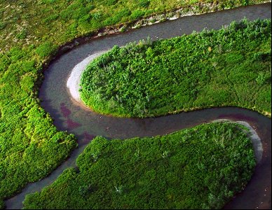 sockeye salmon migration aerial view photo