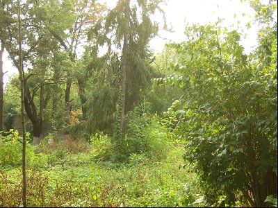 ploaie Panduri (1)