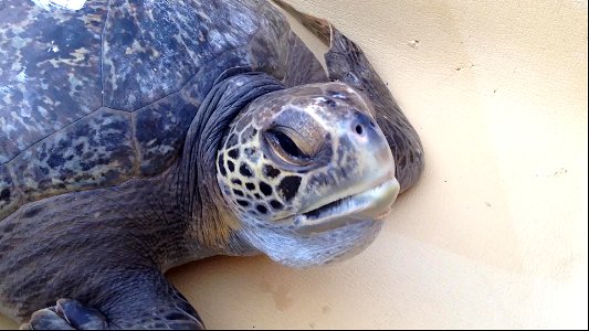 Comber, a green sea turtle, before returning to the wild photo