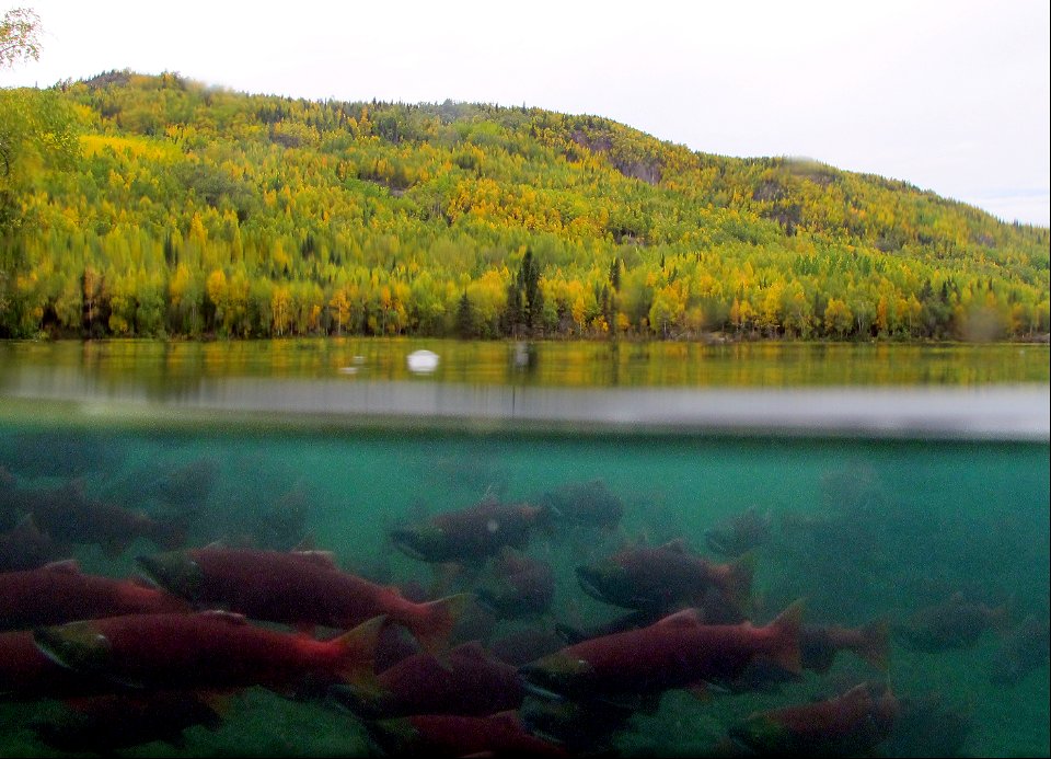 Sockeyes schooling in Hidden Lake