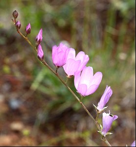 Sidalcea oregana (Oregon checkermallow) (06-09-2022) 2360 ft, road cut 3.25  miles past bridge, eight dollar mountain road, josephine co, or (1)