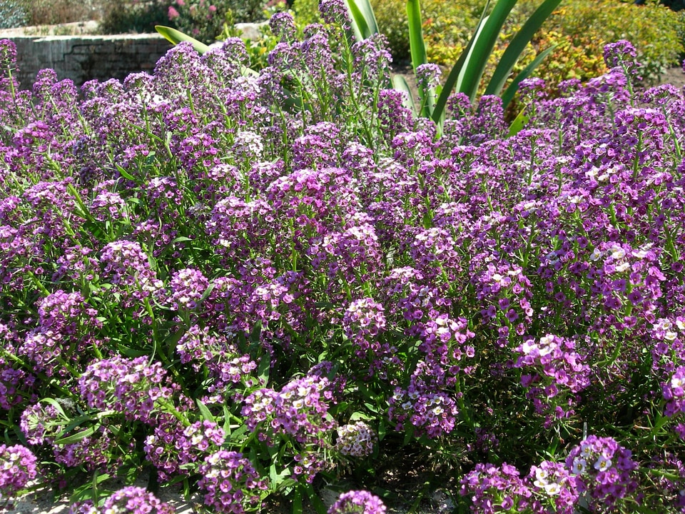 Sweet Alyssum - Lobularia maritima