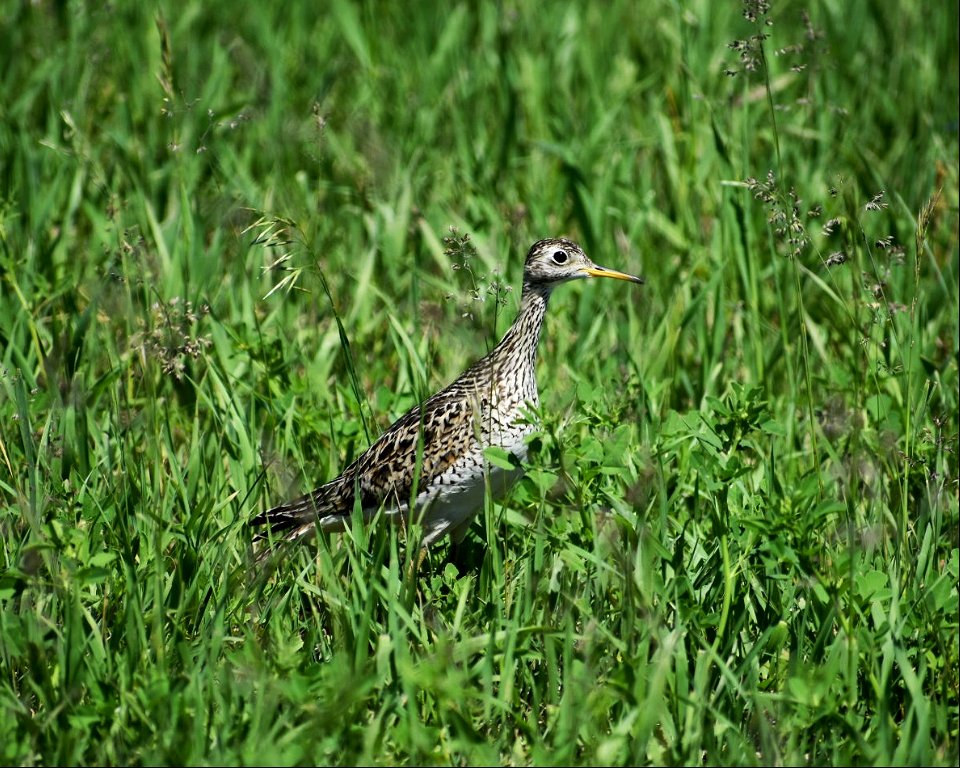 Upland Sandpiper in Grassland Lake Andes Wetland Management District South Dakota