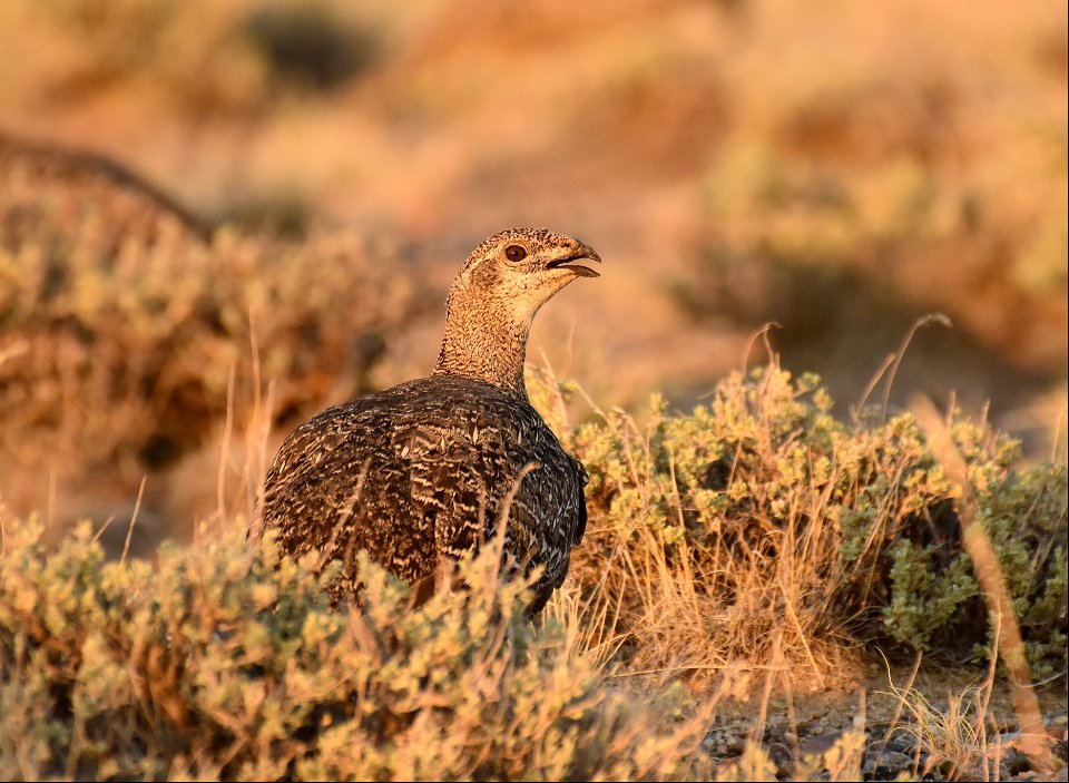 Greater sage-grouse at Seedskadee National Wildlife Refuge