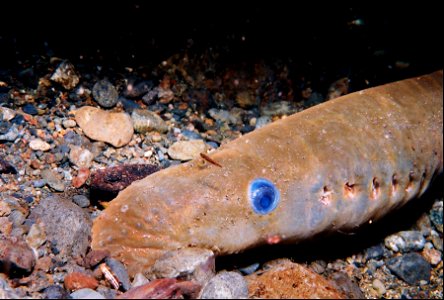 Pacific Lamprey