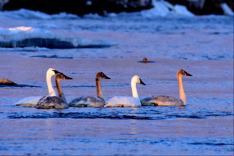 Trumpeter swans at Seedskadee National Wildlife Refuge