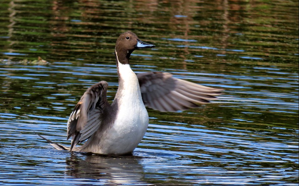 Northern Pintail Drake