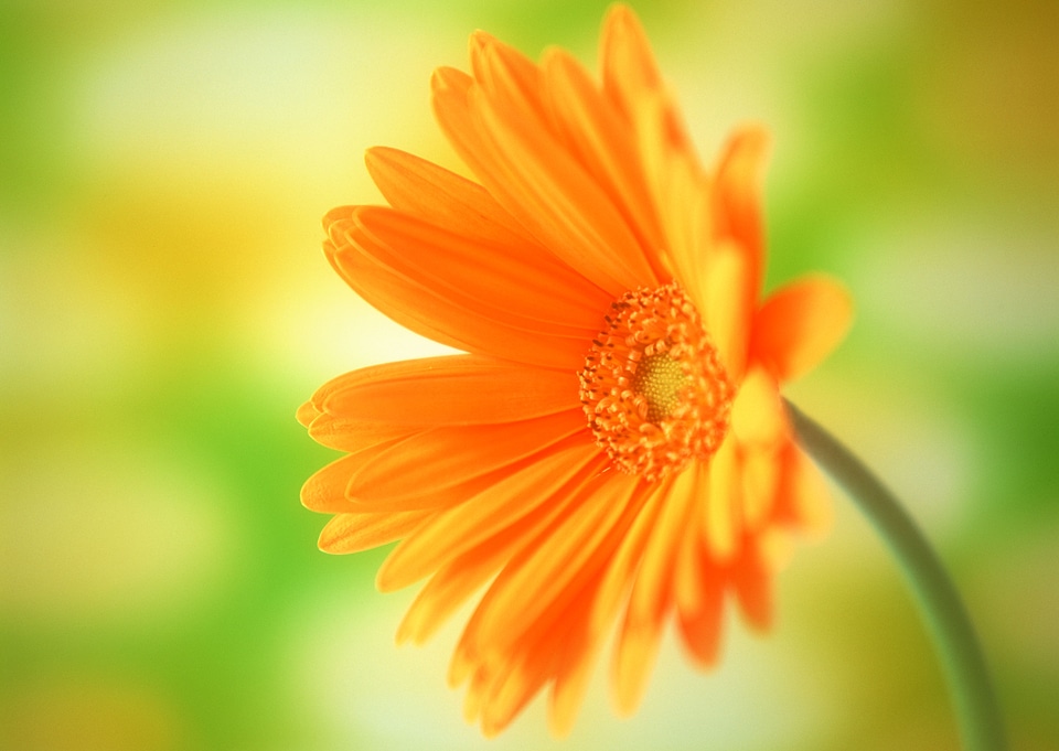 yellow gerbera isolated on white background