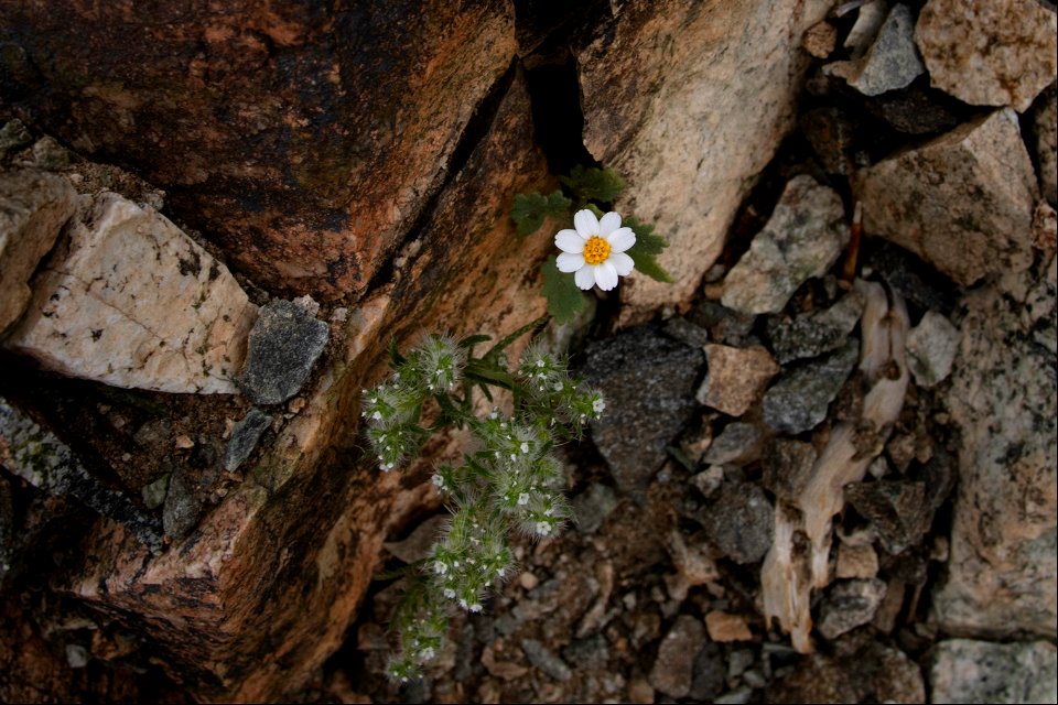 Shortlobe phacelia (Phacelia brachyloba) near Pinto Mountain