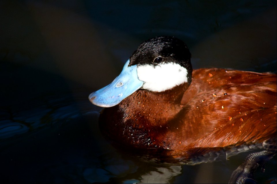 Ruddy Duck