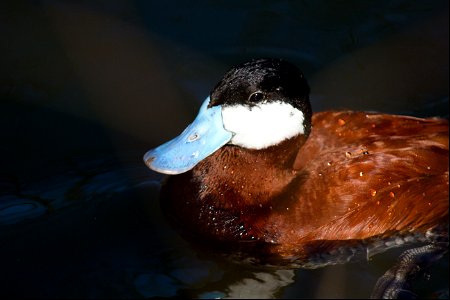 Ruddy Duck photo