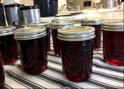 Grape jelly cooling on counter photo