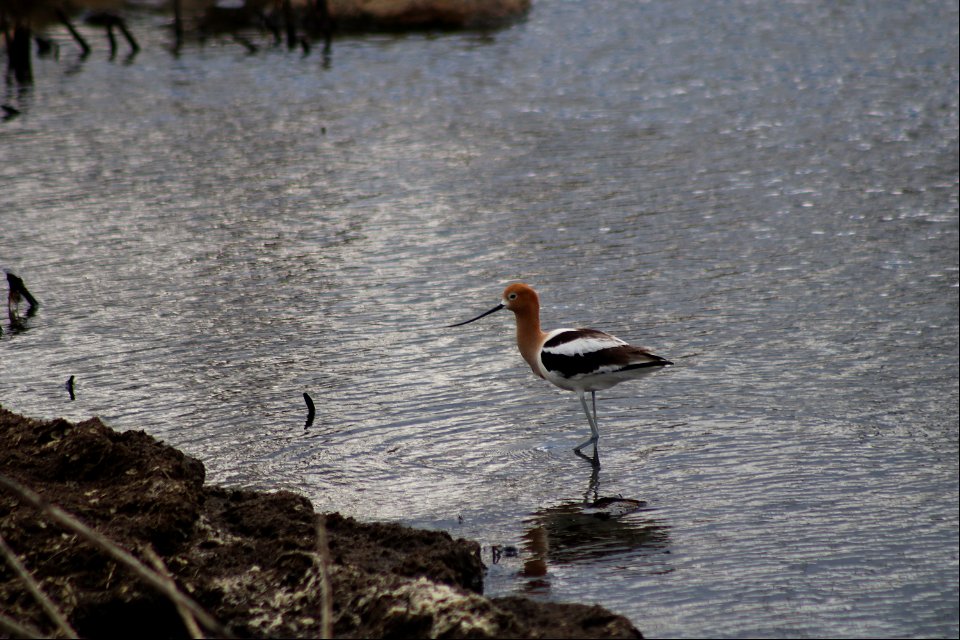 American Avocet Lake Andes National Wildlife Refuge South Dakota