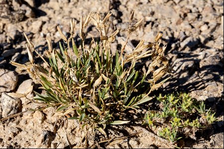 Astragalus spatulatus